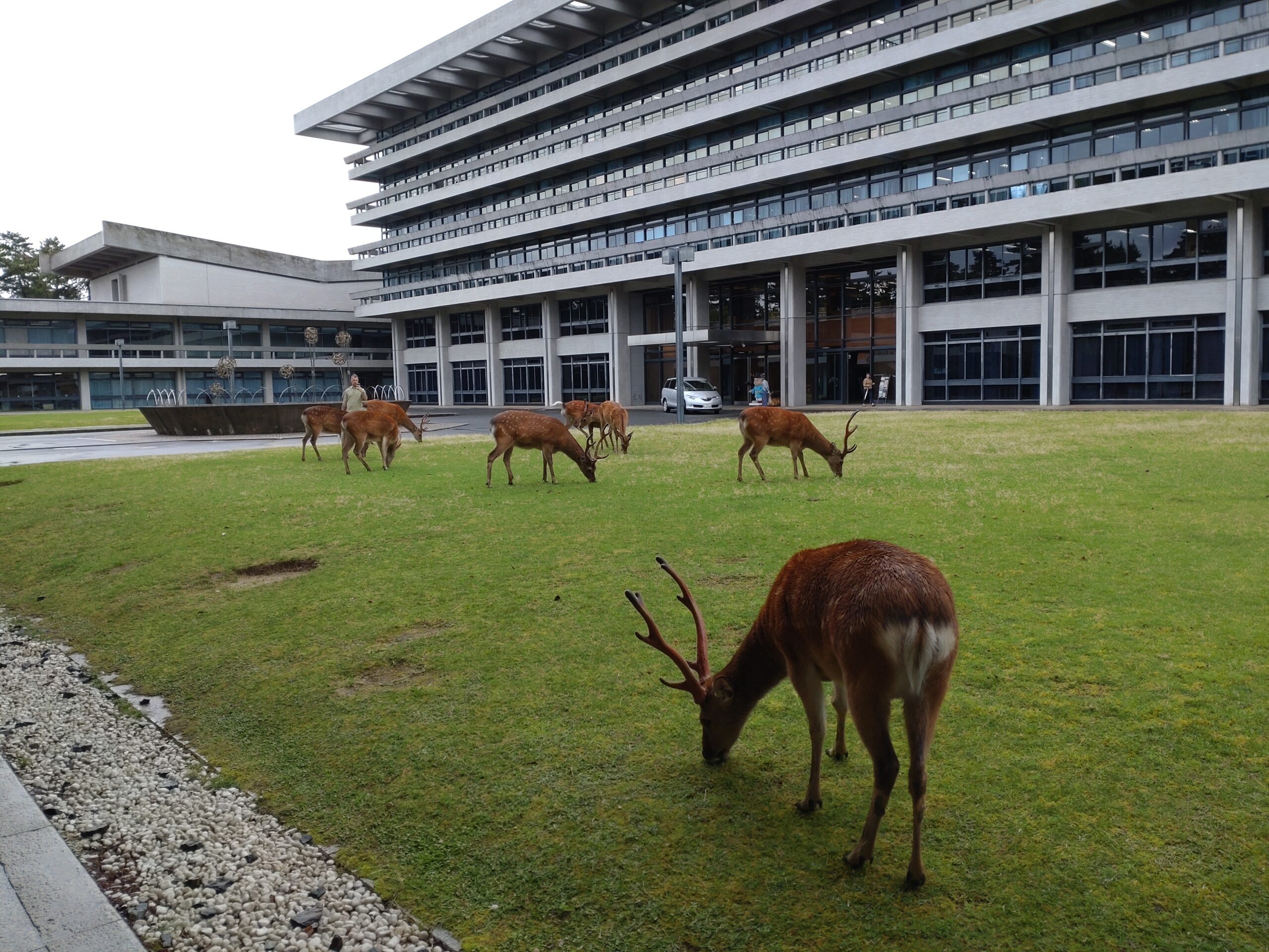 A friendly wild deer walking freely in Nara Park, one of Japan's most iconic cultural and wildlife attractions.