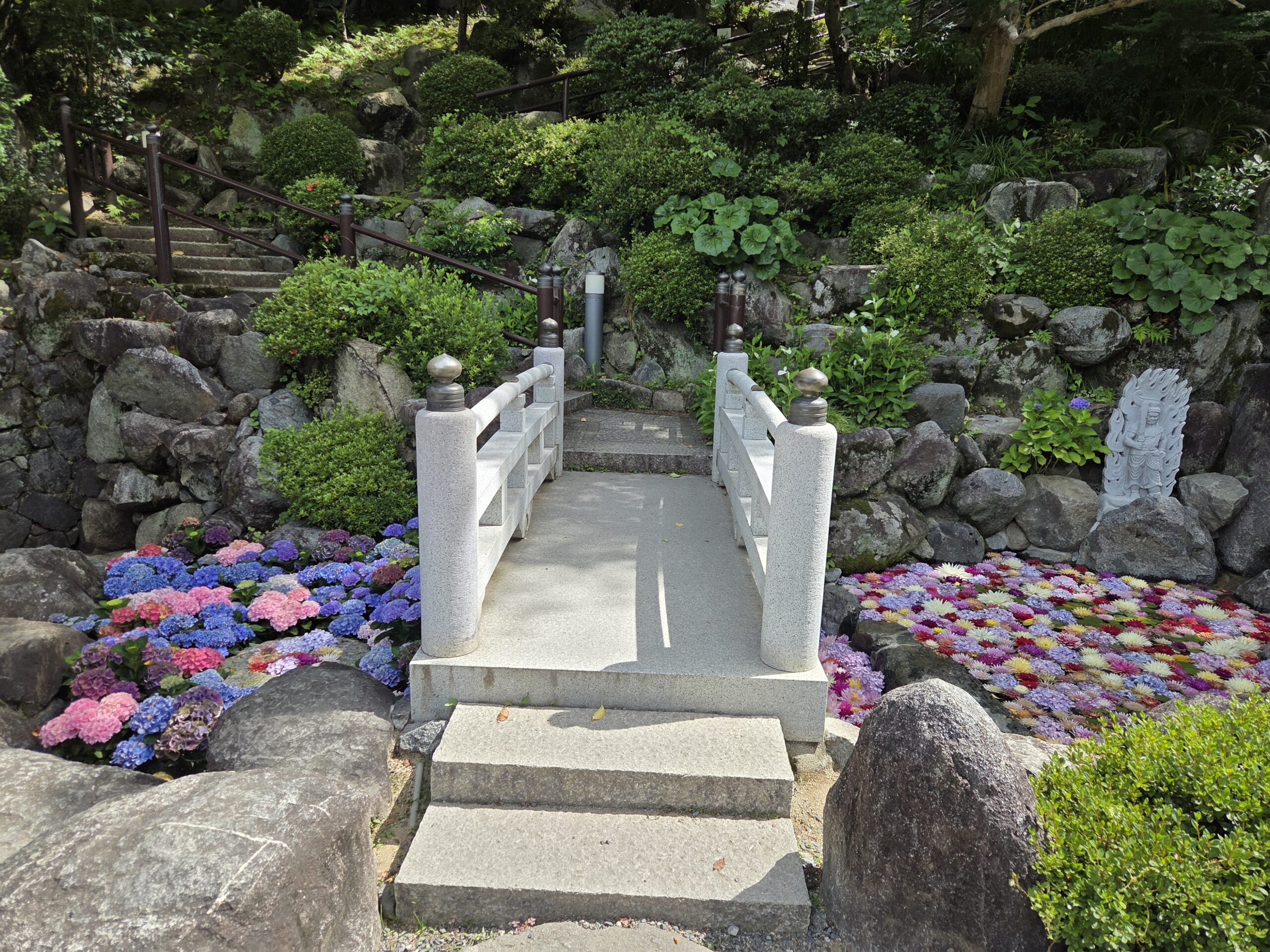 Hydrangeas blooming at Oka-dera Temple in Asuka Village, Nara, Japan