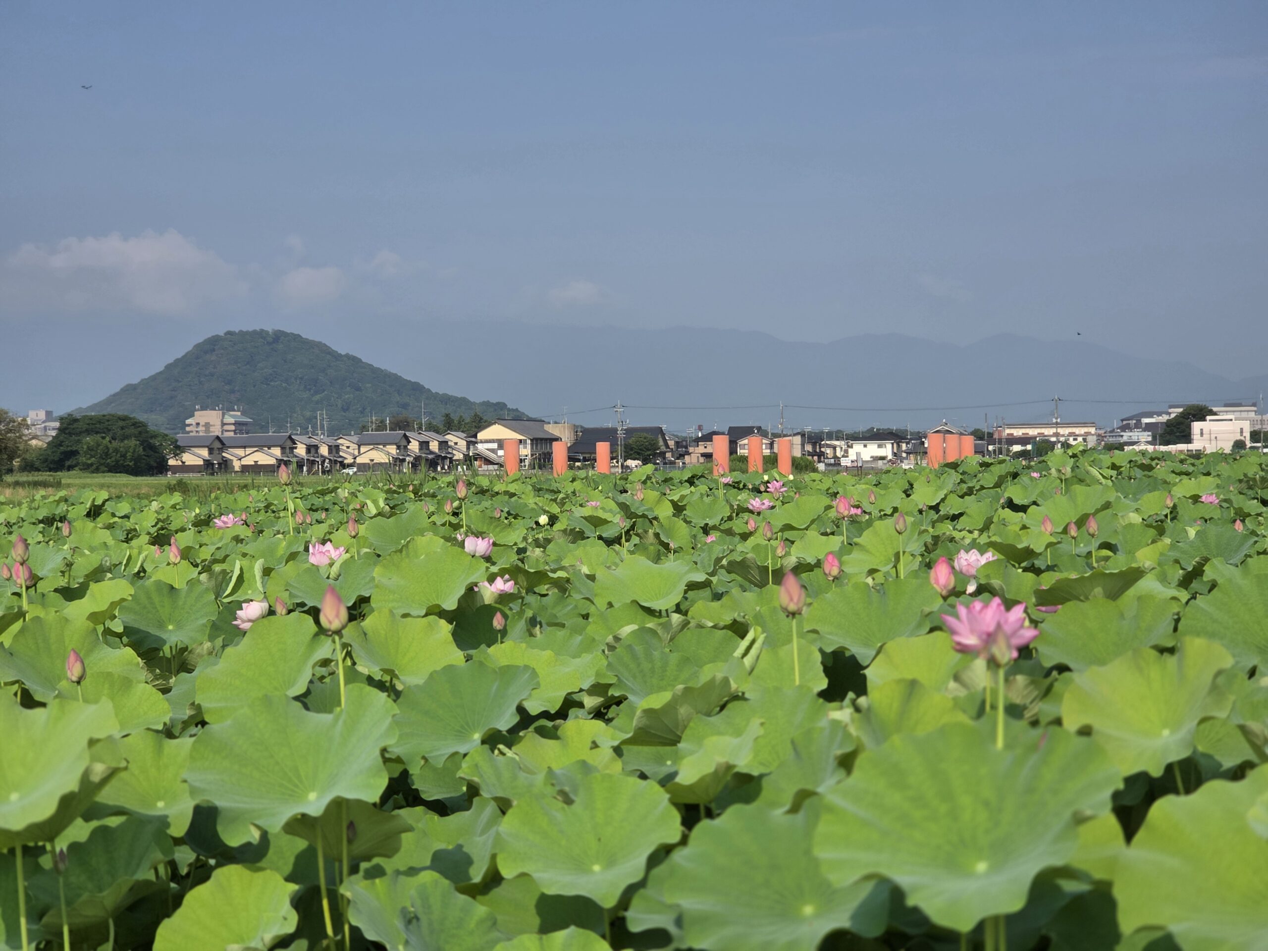 Pink lotus flowers blooming across fields on the former Fujiwara-kyo capital site in Nara